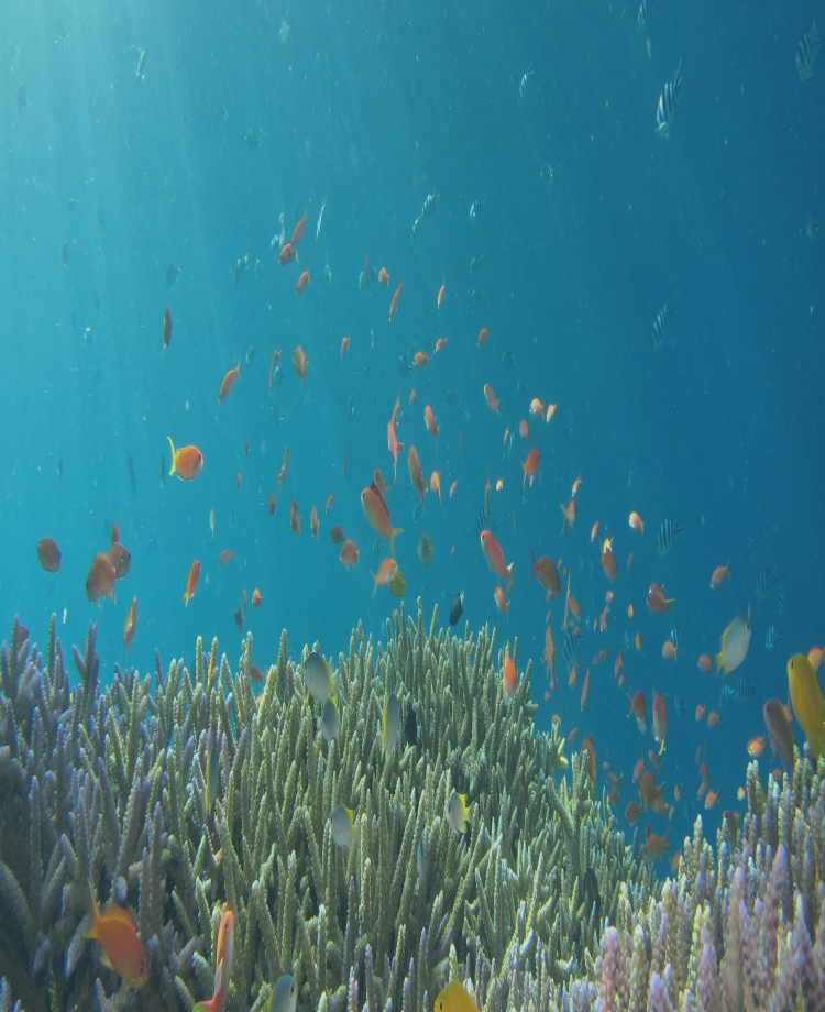 海中を泳ぐ魚の群れ