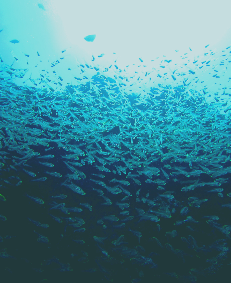 海中を泳ぐ魚の群れ