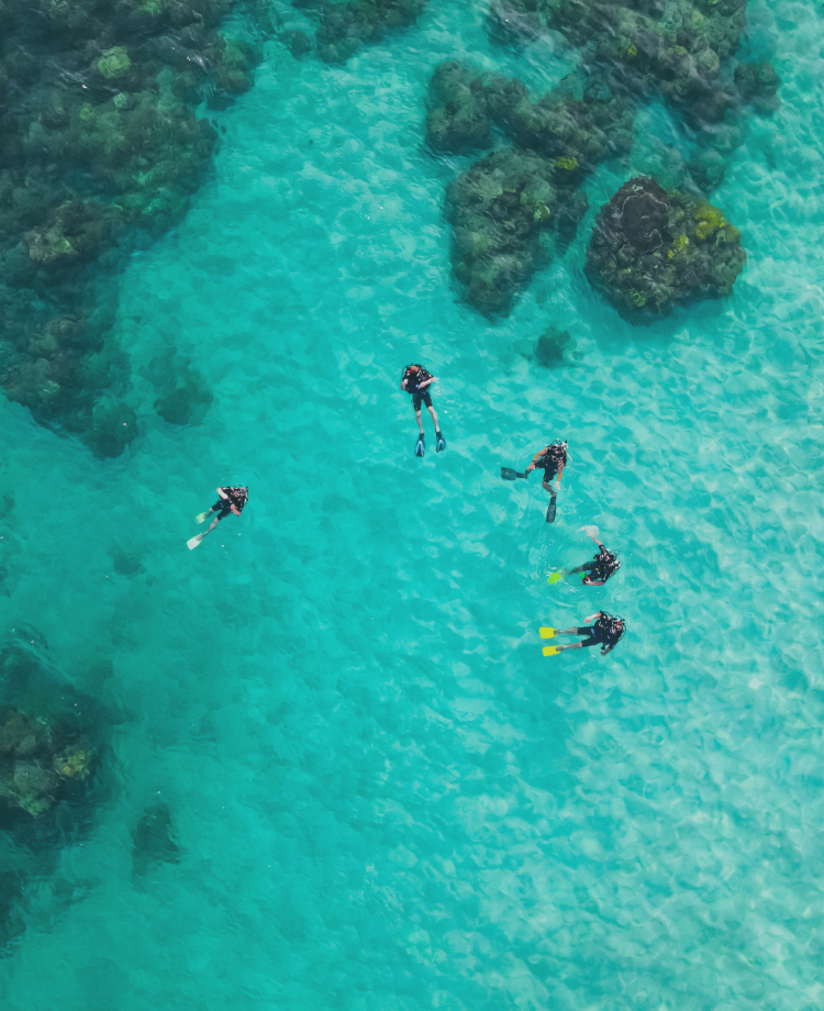 海中を泳ぐ魚の群れ