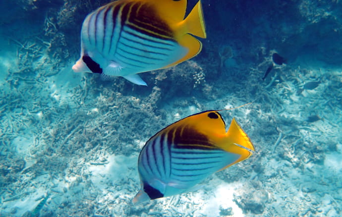 海中の魚の画像